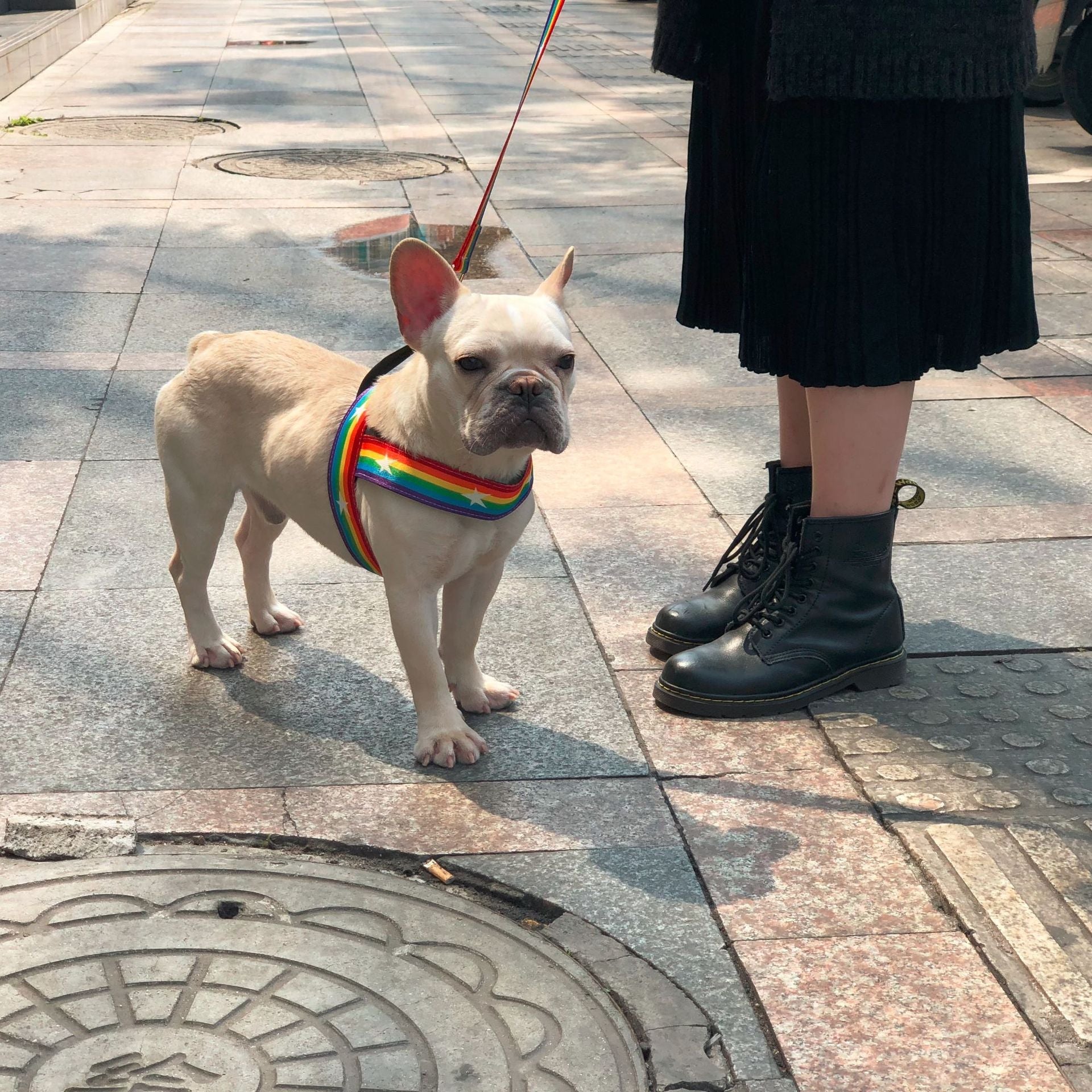 Discover the Vibrant Rainbow Pet Chain Leash: A Stylish Walking Accessory for Your Furry Friend