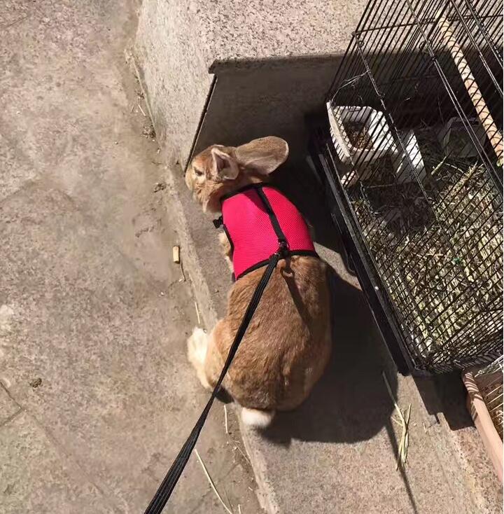 Discover the Perfect Leash for Your Small Pet